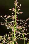 Woolly rosette grass